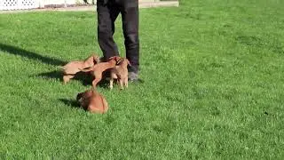 Rhodesian Ridgeback Puppies For Sale