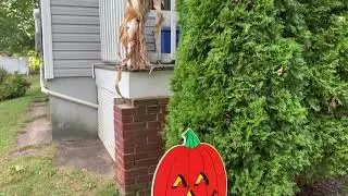 Fall Decor 2019
