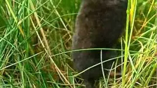 Maulwurf auf Wanderung :-)