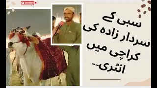 Sardar Zada Arrives at Karachi Cattle Market | Sibbi Mela Champion & Baluchistan's Pride