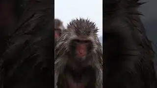 So amazing and amazing monkey in jungle ND2 #monkey  #tiger  #dog #animals #short #snake #Bird