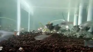ikan hias aquascape niasa,glassfin,black Tetra,sepat ralis,serpae/serpe