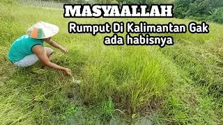 Cari rumput lokasi kena banjir semua #sobatngarit #carirumput #petani #tukangpangon #ngaret #shorts 