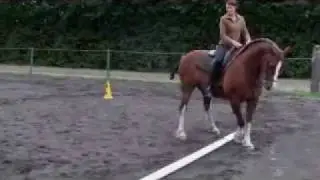 Working EquitationTrail Ein.T.Vierh..MPG