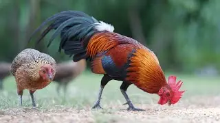 Nice flock of free ranging chickens in Phetchaburi Thailand
