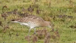 Grote groep foeragerende wulpen 🐦 | Spectaculair schouwspel in het weiland | Natuur met Peter
