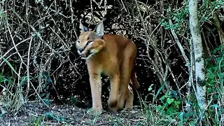 Caracal frightens bushbuck and blue duiker. tamed by the wild. season 1 episode 10