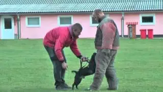 Staffordshire Bull Terrier - protection work