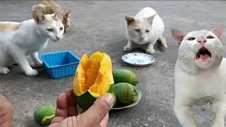 Mango Harvesting Cats watching