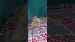 бурманска булочка😻 #семьякотагенри #cat #бурма #kitten #котенок #купитьбурму #любовь #милота #cute