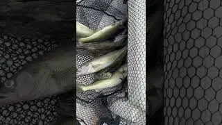 Good day's harvest! Fishing. #walleyefishing #freshwaterfish #northernpike #perch #trolling
