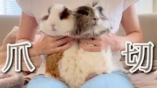 モルモットの爪切り〜ティー坊の逆襲〜7.2022 Guinea pigs Nail clippers