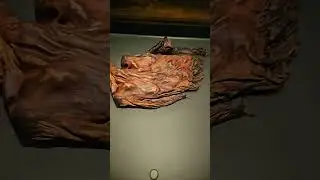 Mus&eacute;e d&rsquo;Histoire Naturelle &ndash; Partie 4 &ndash; Dublin &ndash; Ao&ucirc;t 2024 | Un Autre Regard (RAW Trip)