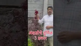 🌺#अंबाडीचे 3 दुर्मिळ प्रकार 🍁Rare Varieties of #Rosella