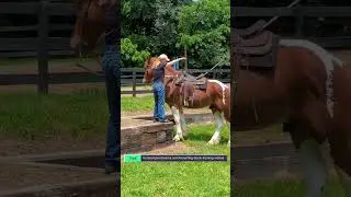 Teach your horse to step over to the mounting block. Step by step.
