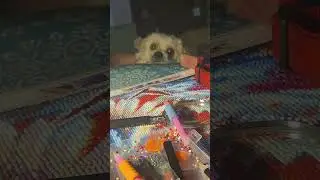 Otis the Shih Tzu Eavesdrops and Tilts His Head in Curiousity! #SmartD