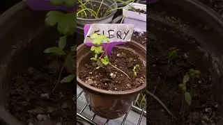 Starting seeds in the utility room