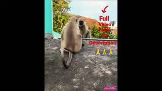 Mirror Prank for Monkey Hilarious Reaction | very funny video try not to laugh #monkey #shorts