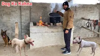 Dog Ka Kahna Ban raha 🥘 Best Dog Food 🍱 Gultair Dog Lovers 