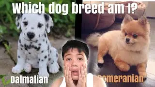 Which dog breed am I?? ( personality quiz )