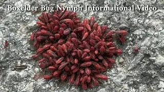 Boxelder Bug Nymph - Informational Video