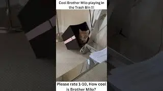 Cool Brother Milo playing in the Trash Bin !!!