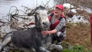 Donkey Breaks Into Large Smile After Being Saved From Deep Flood Waters