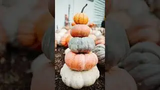 🍂 Autumn Abundance Visualization 🍁 Manifest Your Best Fall Season in 1 Minute!