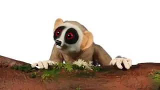03 Loris's lunch   eye blinks and pin removal