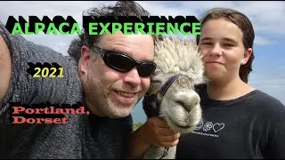 Our ALPACA EXPERIENCE - Portland, Dorset - Summer 2021