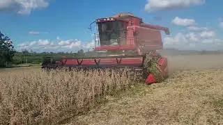 case 2566 na safra de soja 23 com ótimo desempenho