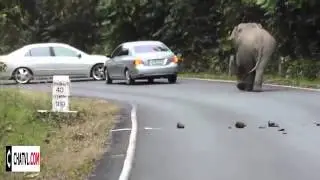 Wild Elephant Wrecks Car | Funny Chatvl