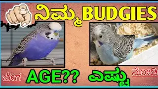 ನಿಮ್ಮ BUDGIES AGE ಎಷ್ಟು?? HOW TO FIND ||