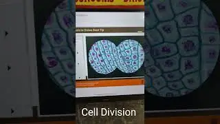 cell Division #virtuallab #shorts #viralshorts