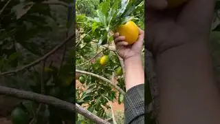 Enjoy Picking Abiu Fruit at my Farm #reels #fruit #usa #picking #abiu #milkfruit #shorts #fyp #enjoy