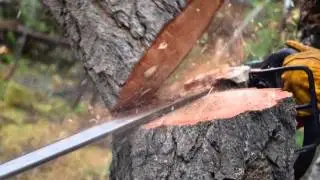 Tree Removal | St. Paul, MN - Timberline Tree Service