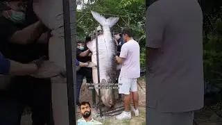 এত বড় মাছ টা কি ভাবে রান্না করবে#youtubeshorts #feshing #video #foryou