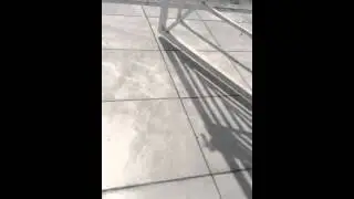 The Vulcan cat