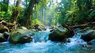 Tranquil River Flow 24/7 Live &ndash; Relaxing Water Sounds & Green Noise for Better Sleep & Focus