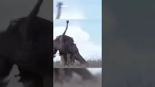 Three Cheetahs Vs Ostrich