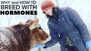 COW IS HARD TO BREED? How to use hormones (GNRH and Prostaglandin (Lutalyse) to synch her
