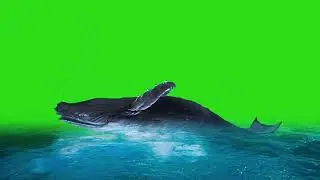 whale green screen|green screen whale|whale green screen background|whale green screen effect