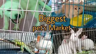 Biggest Pet's Market Dog,Cat, Bird's,Fish, Komodo Dragon, Rat, Rabbit and Many More.