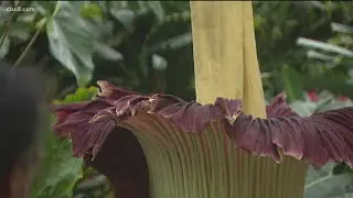 Rotten fish? Stinky feet? Corpse plant blooms in Encinitas