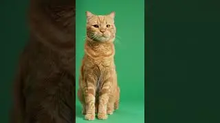 cat dance in green screen background   #chromakey #greenscreen #cat