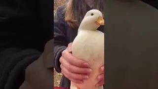 Dancing Duck 🦆 💃 #shorts #duck #mrwhip