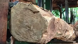 The process of cutting beautiful grained teak wood that appears once every 70 years 