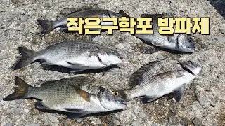 [Ep.53]경남고성 도보권 방파제에 본격적인 살감성돔 시즌이 시작 된것 같습니다!
