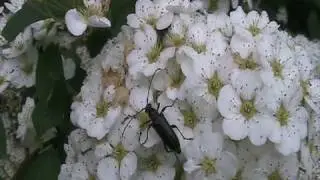 Black Longhorn Flower Beetle (Cerambycidae: Lepturopsis) on Blossom