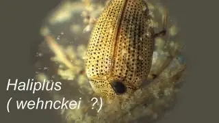 Haliplus Flavicollis